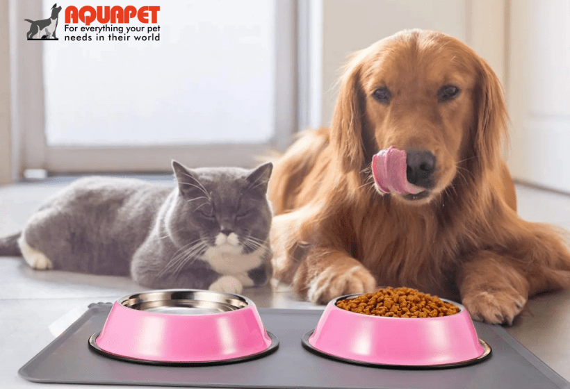 Aquapet blog post featuring top 10 essential dog accessories for Nairobi pet owners, including collars, leashes, harnesses, toys, and grooming tools