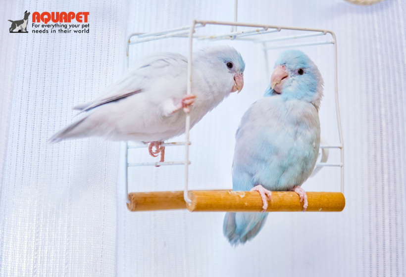 Healthy Birds, Happy Homes - premium bird supplements and vitamins for vibrant avian health