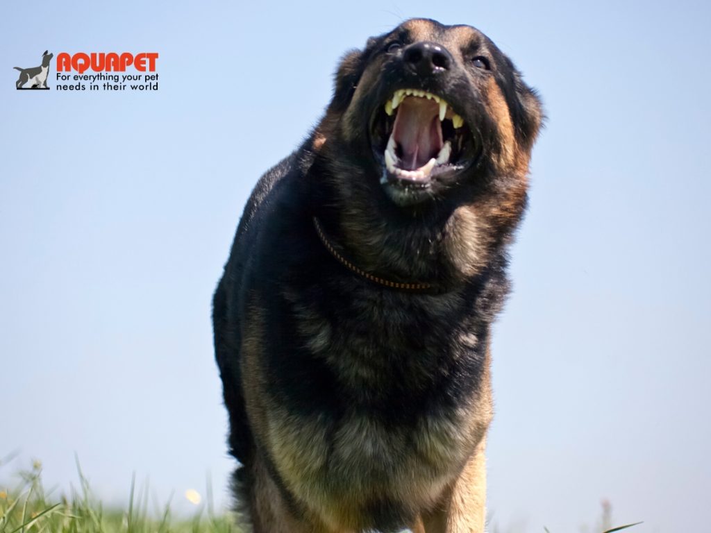 How to Stop Dog Food Aggression Between Dogs: A Complete Behavioral Guide