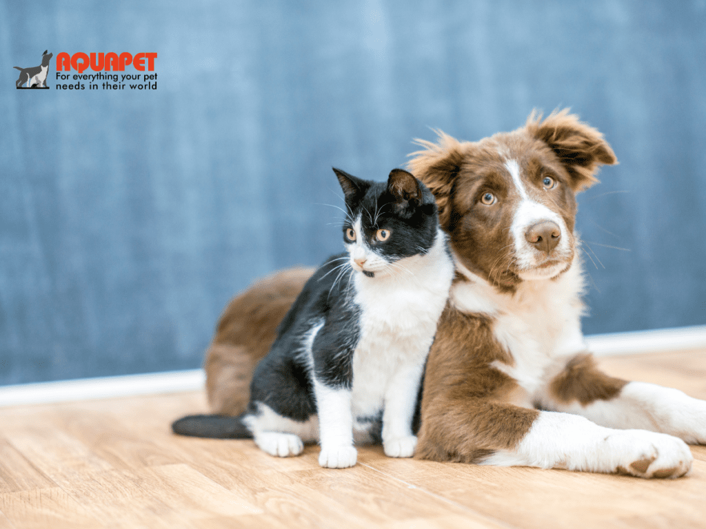 ' Mental Health How Animals Reduce Stress & Depression