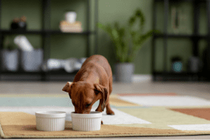 How to Choose the Right Dog Food in Kenya for Your Pet