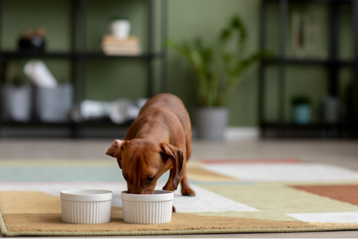 How to Choose the Right Dog Food in Kenya for Your Pet