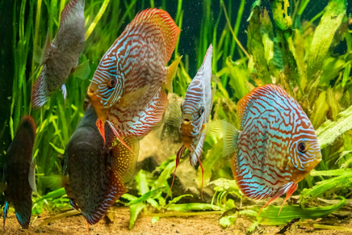 Aquarium Fish in Kenya