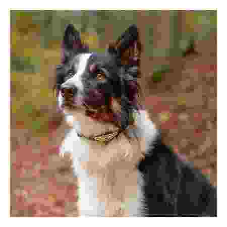 Alternative view of Ferp Ergofluo C15/42 Collar