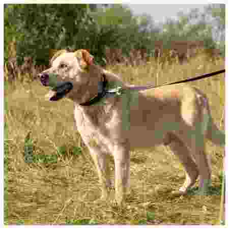 Alternative view of Ferp Ergofluo Collar 25/60